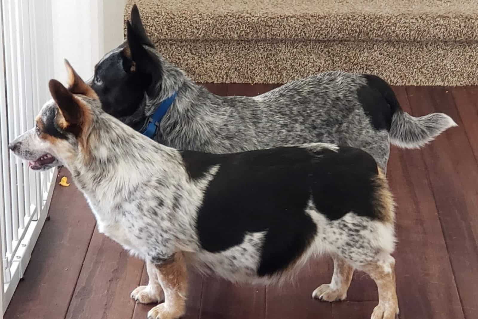 corgis vaqueros mirando por la ventana