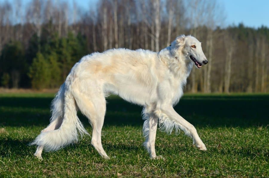 borzoi crema
