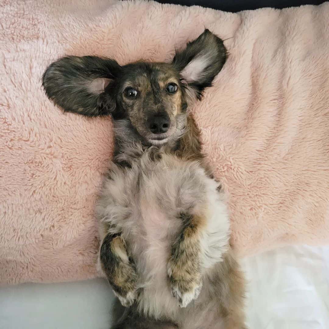dachshund atigrado crema
