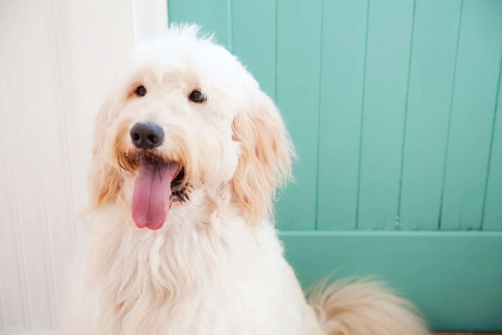 goldendoodle color crema de pie contra una puerta de madera turquesa