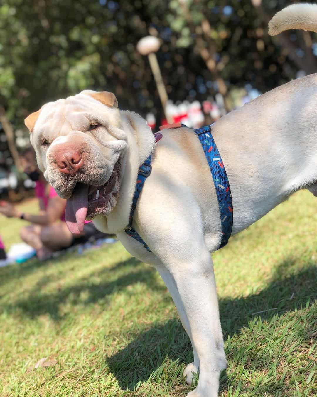 shar pei crema dilución