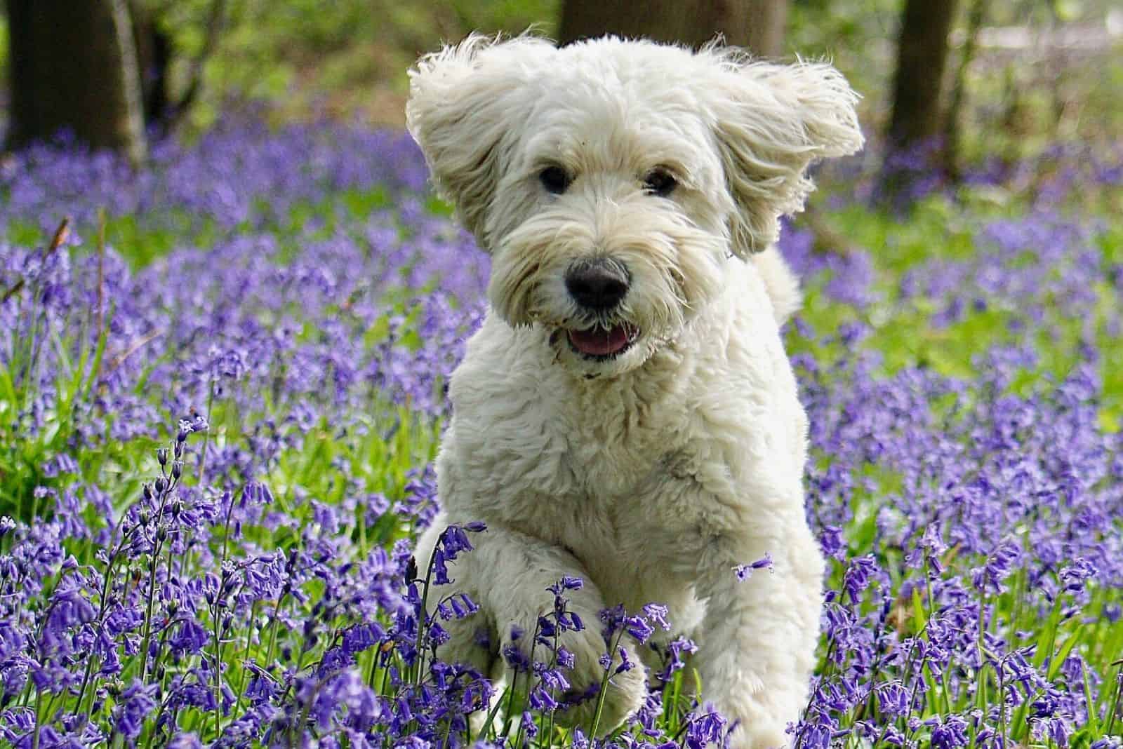 goldendoodle cream corriendo en el campo de campanillas