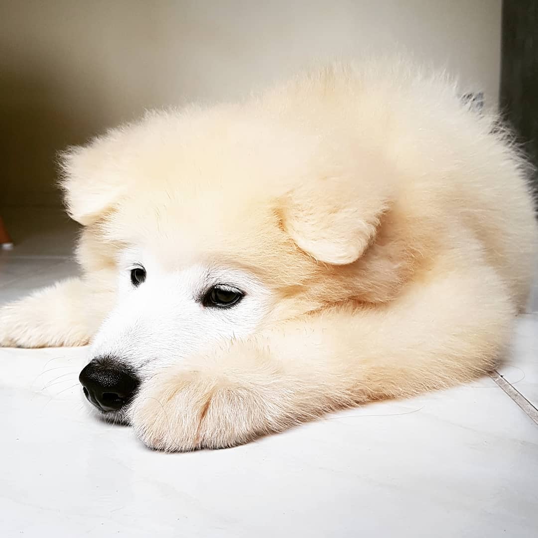 cachorro samoyedo crema tumbado en interior