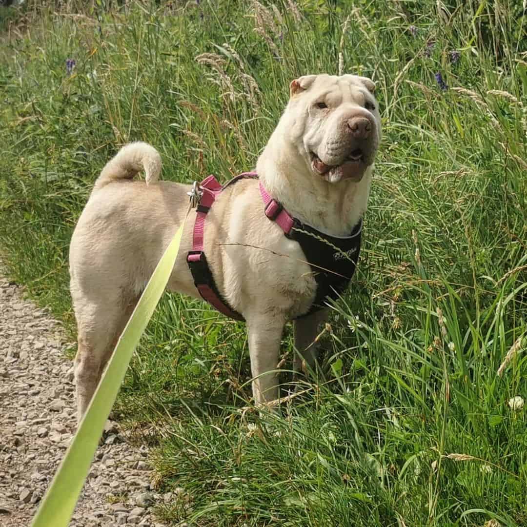 shar pei crema