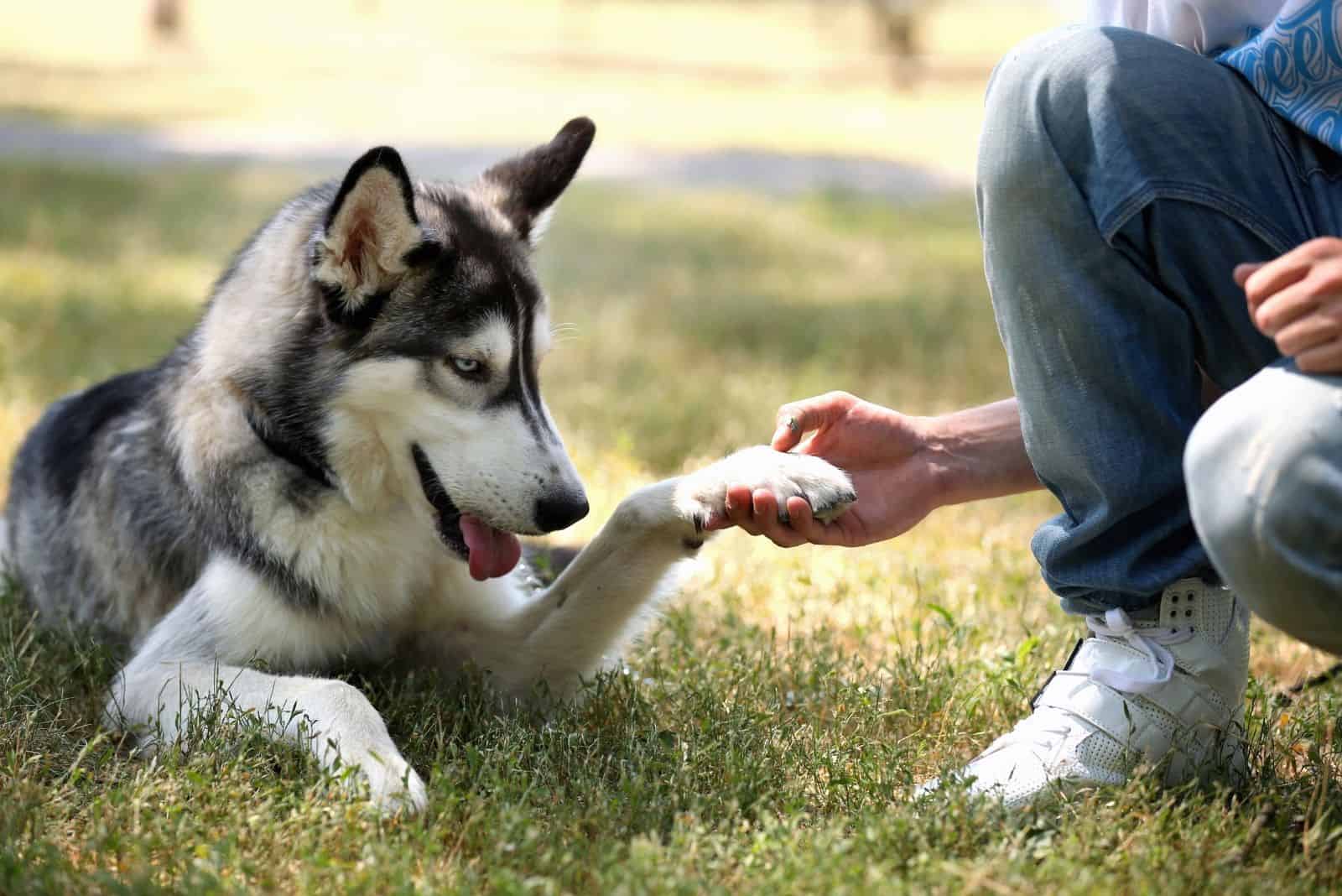 imagen recortada de un joven sosteniendo un husky siberiano al aire libre