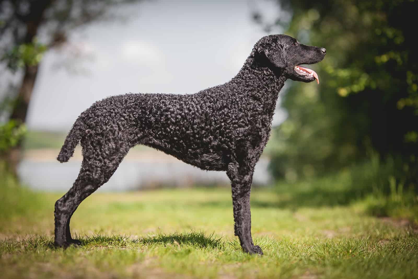 Perro Retriever de pelo rizado negro
