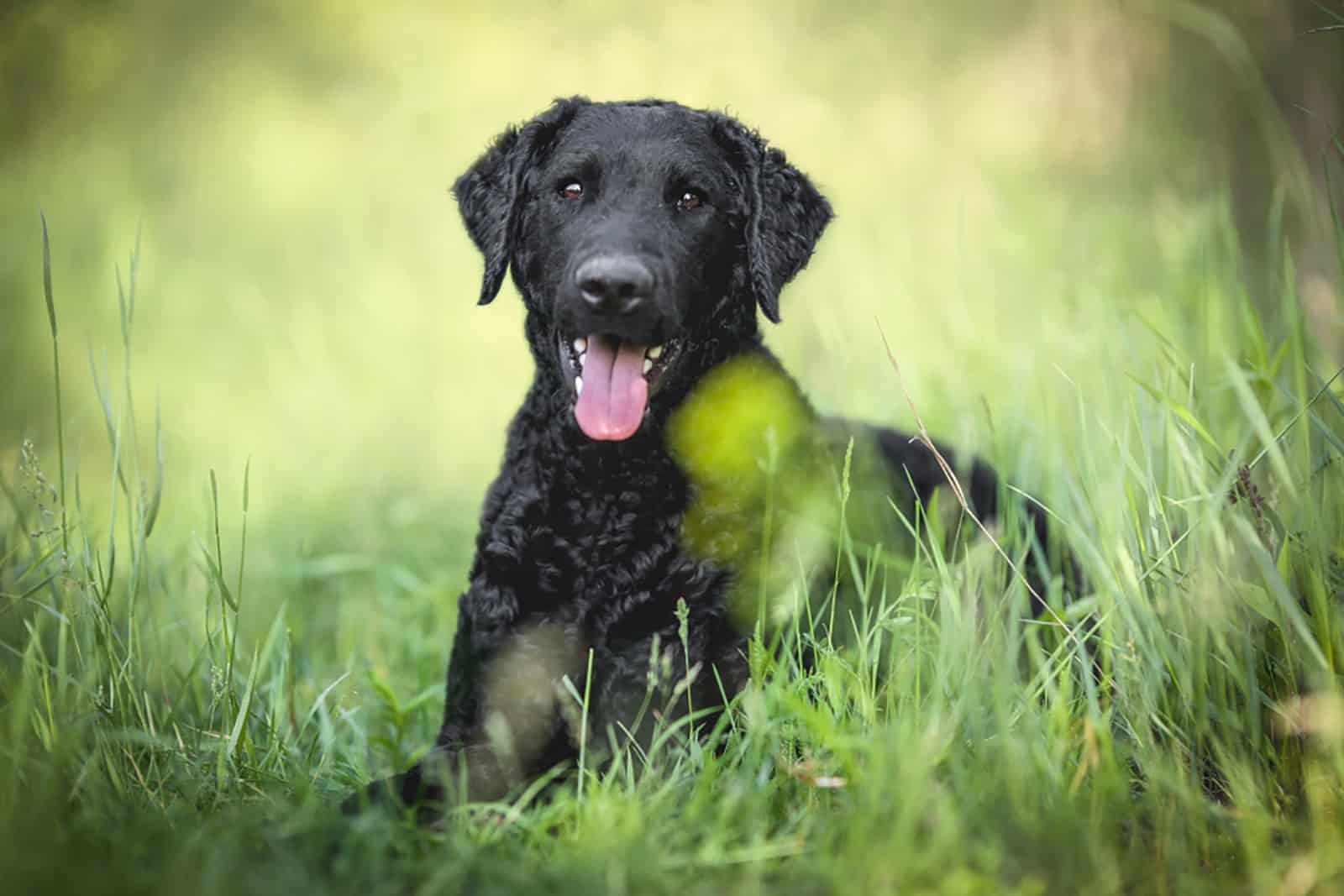 retriever de pelo rizado sentado en la hierba