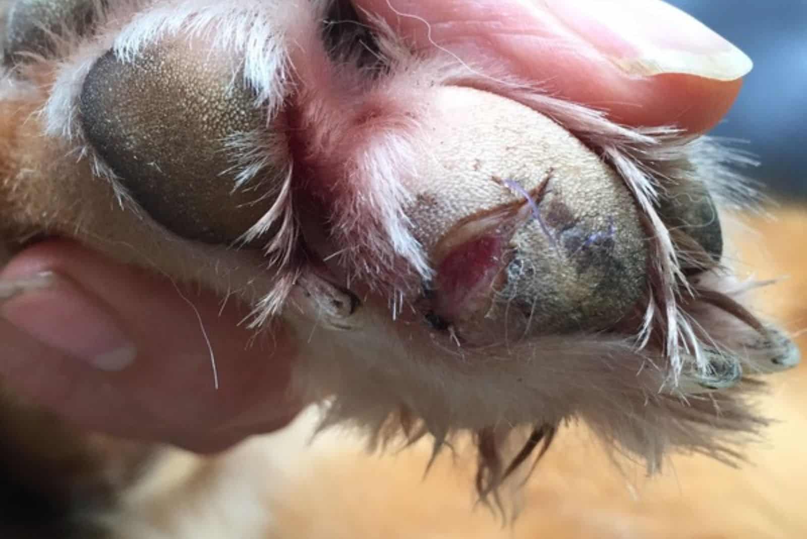 pata cortada en un perro