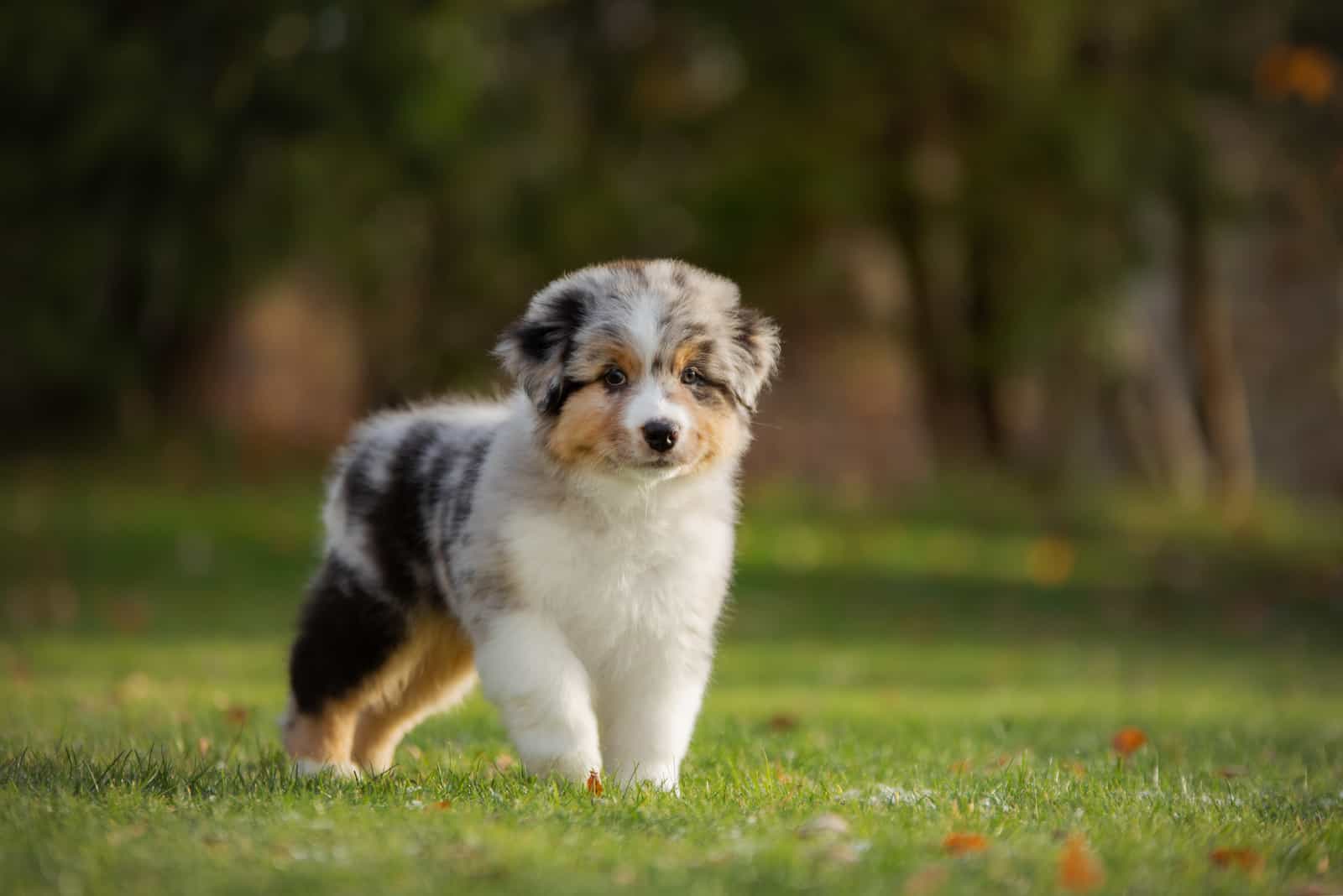 lindo cachorro Australian Shepherd de pie sobre césped