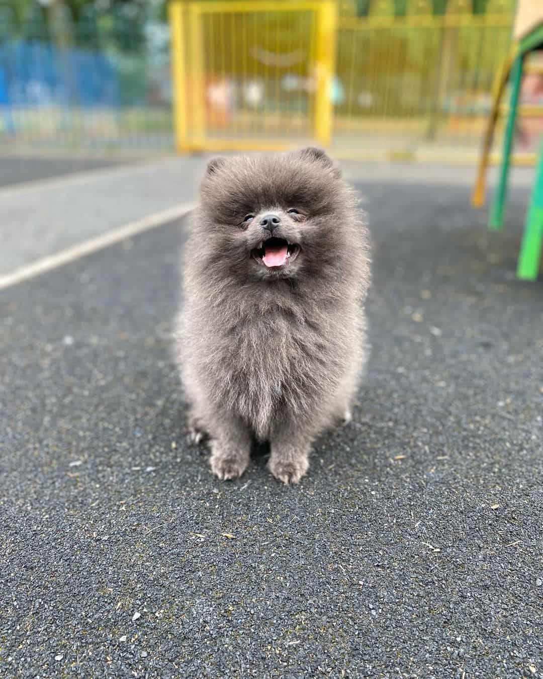lindo Pomerania azul sentado en la acera