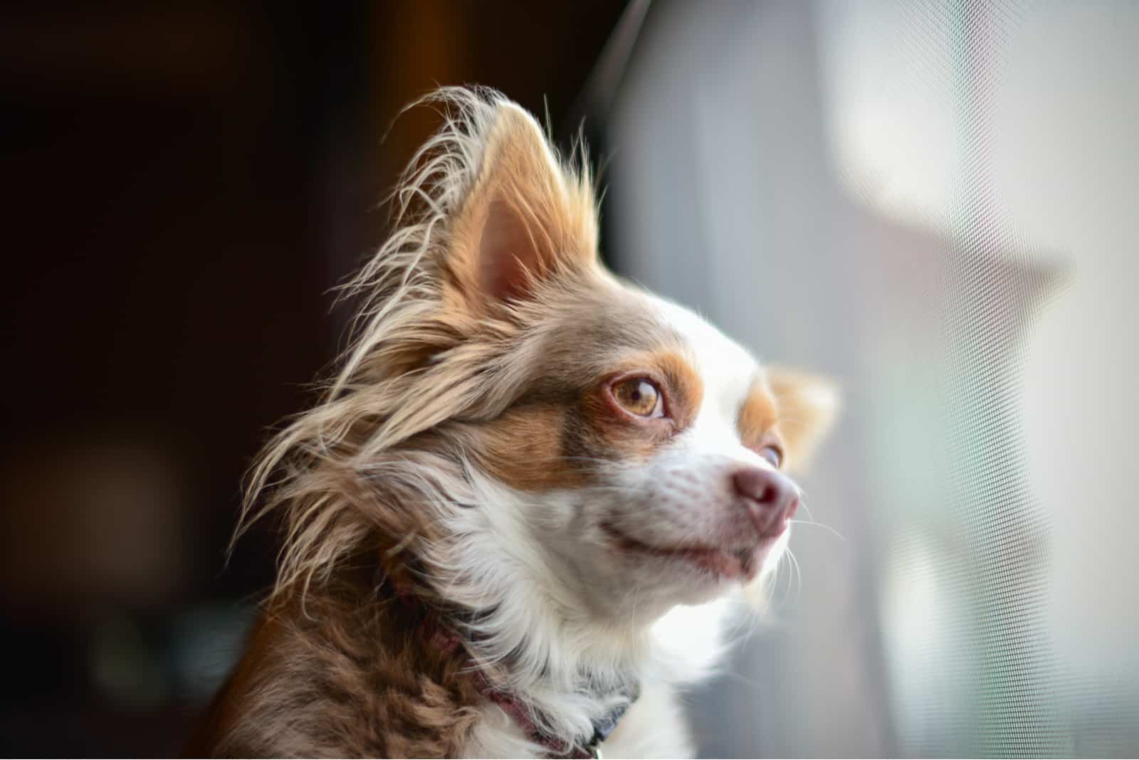 Chihuahua lindo mirando hacia un lado