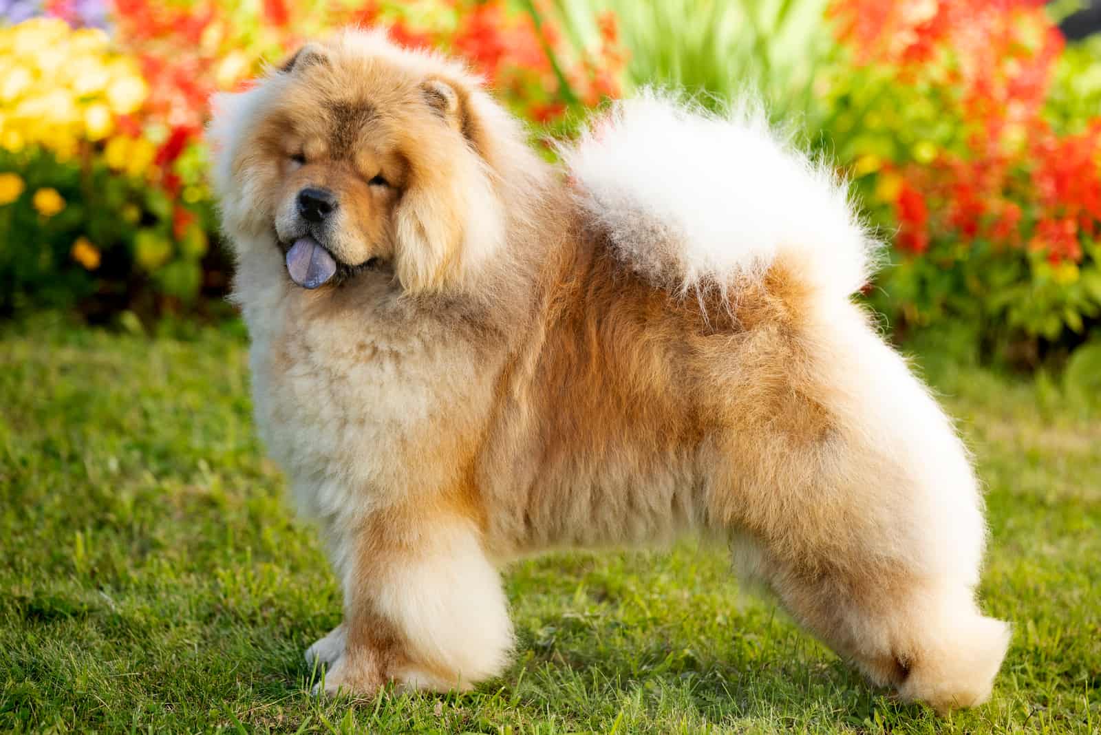 Chow Chow lindo de pie sobre el césped