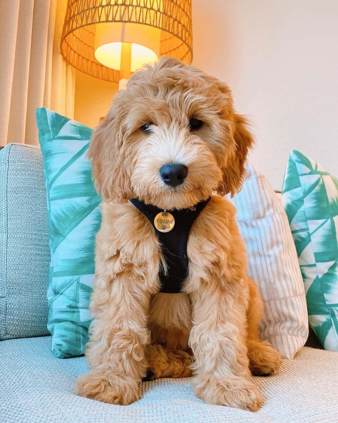 adorable Goldendoodle F2B sentado en el sofá