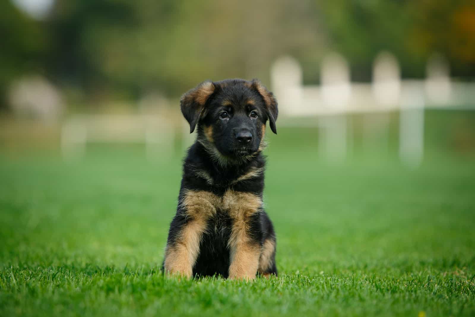 lindo cachorro de pastor alemán en el parque en un césped verde
