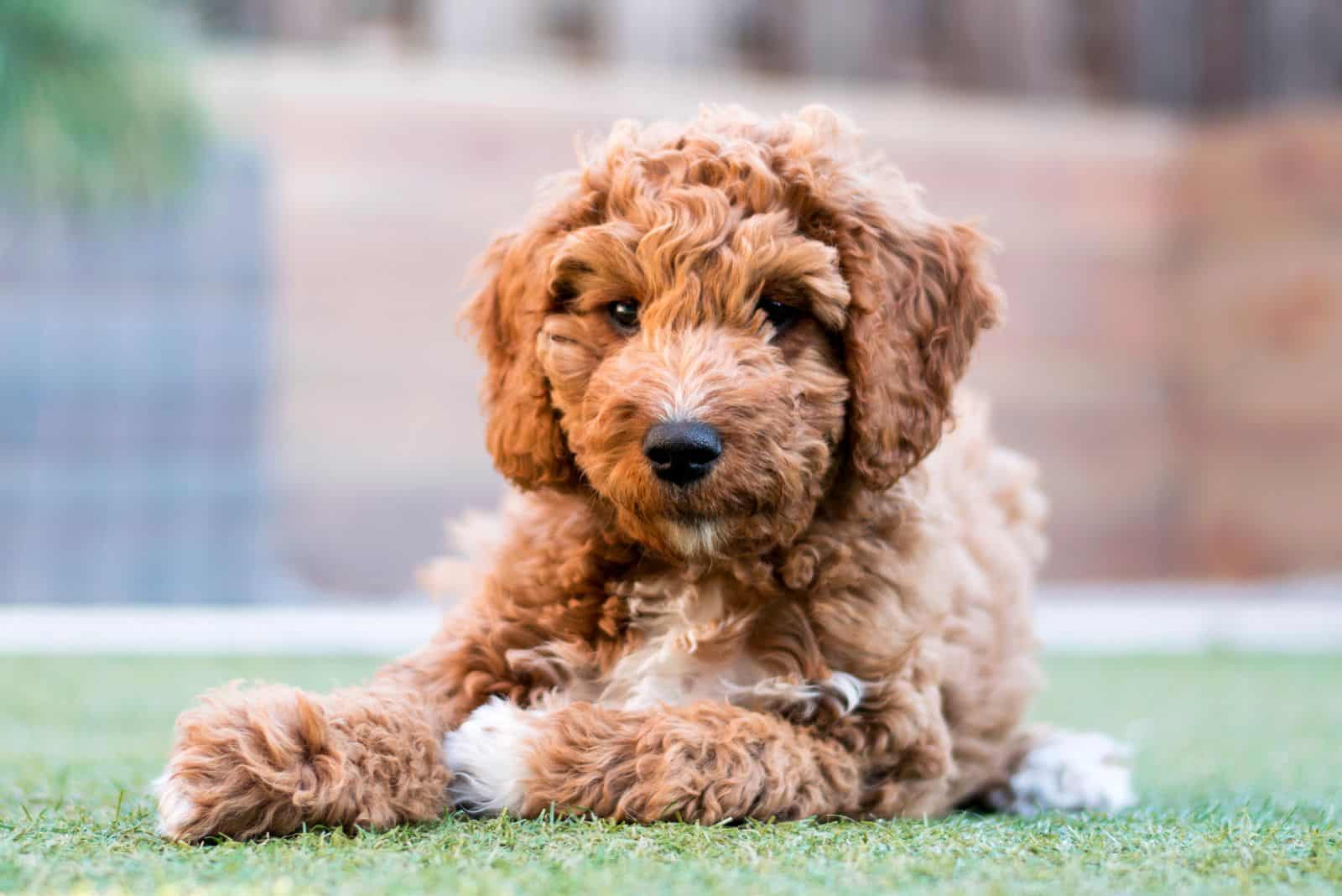 lindo Goldendoodle acostado en el césped