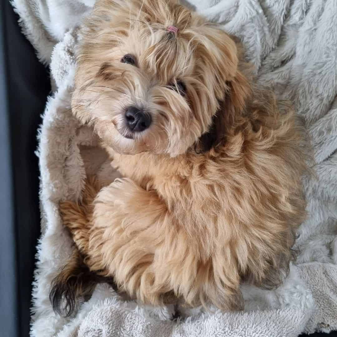 lindo perro Havanese acostado en la manta