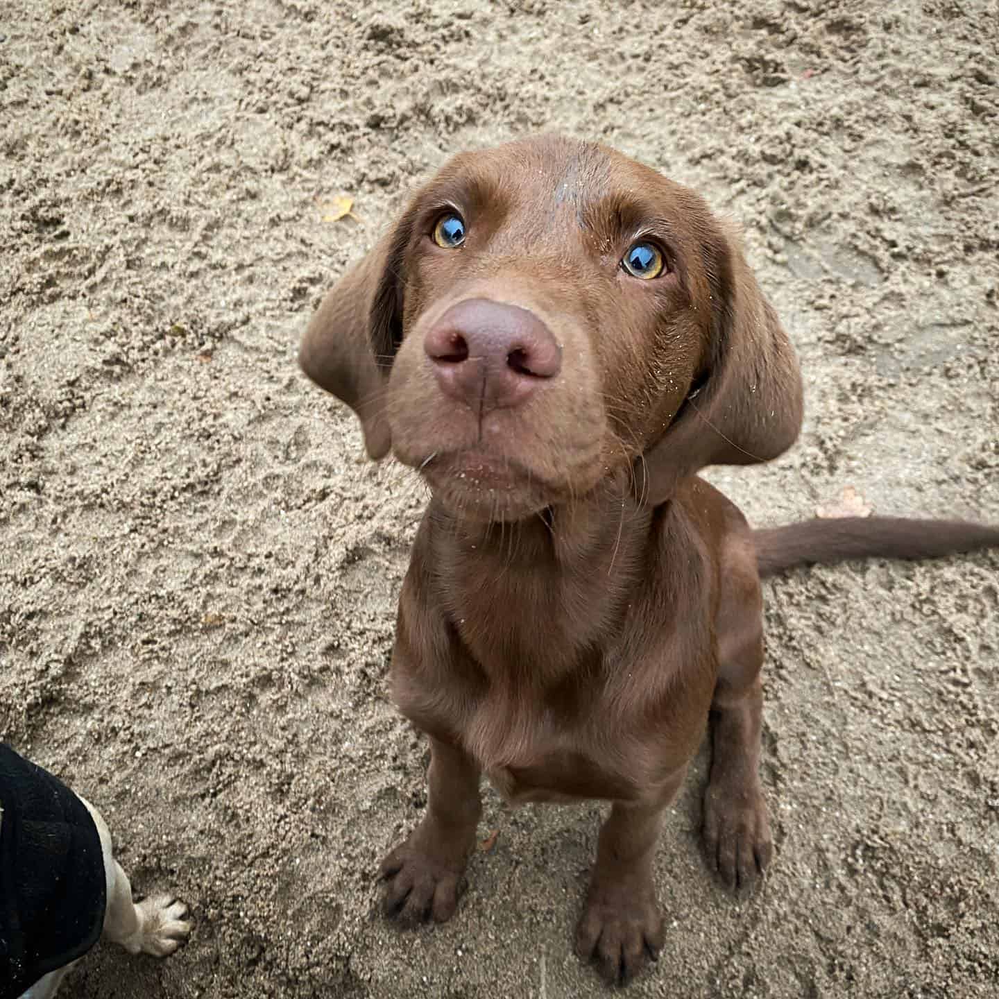 Labmaraner adorable con ojos azules