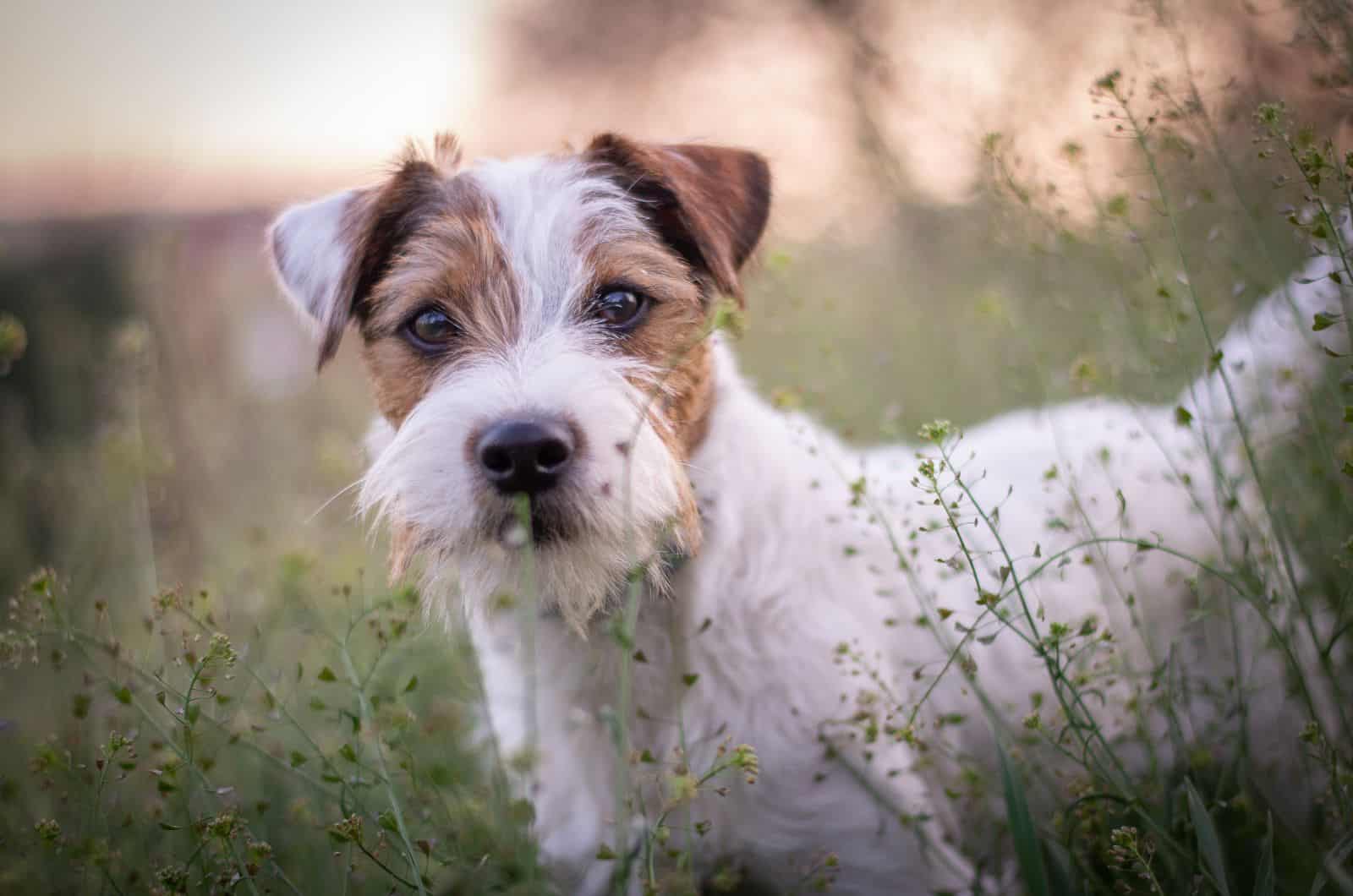 Parson Russell Terrier lindo