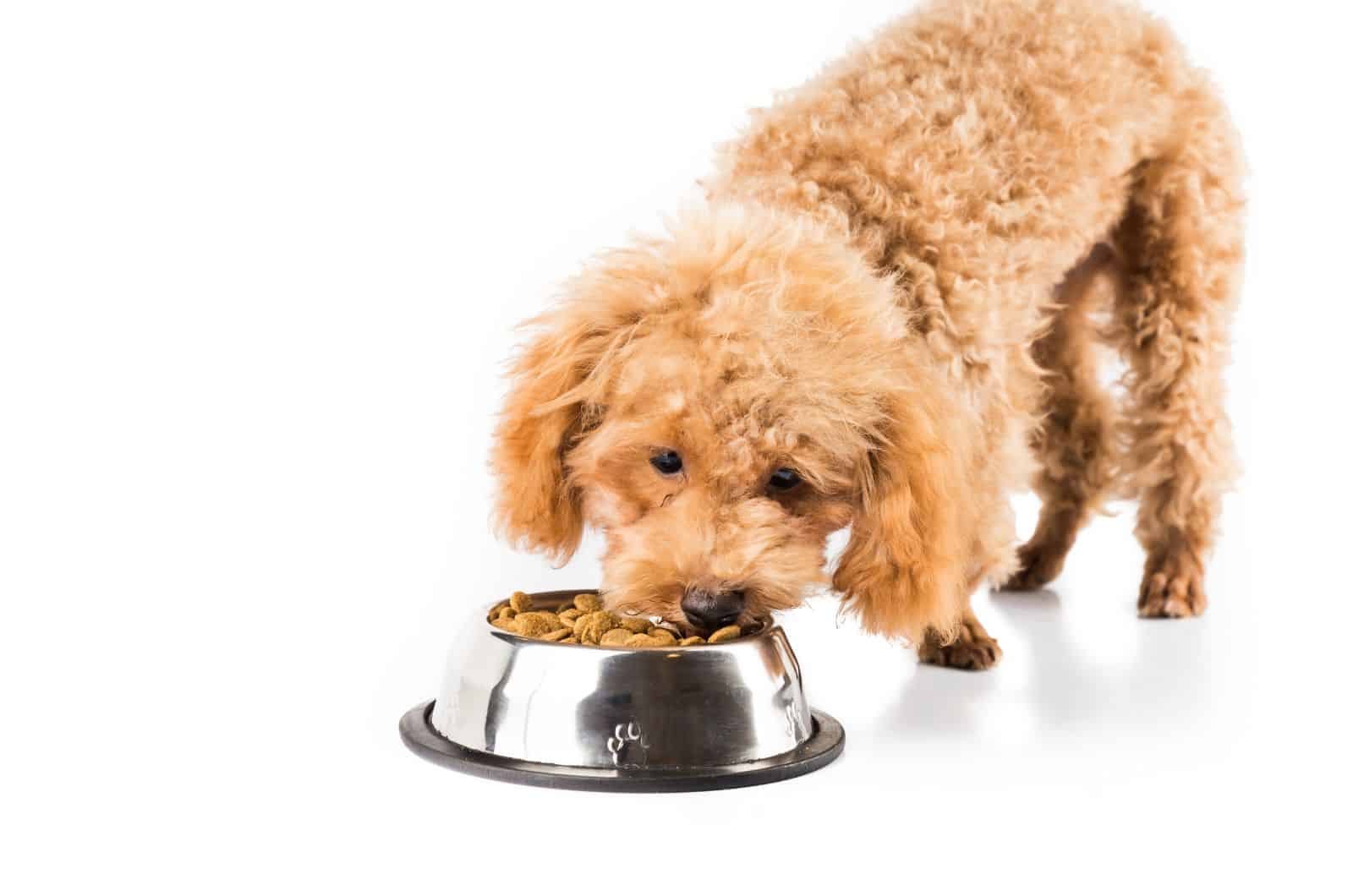 lindo Poodle comiendo comida