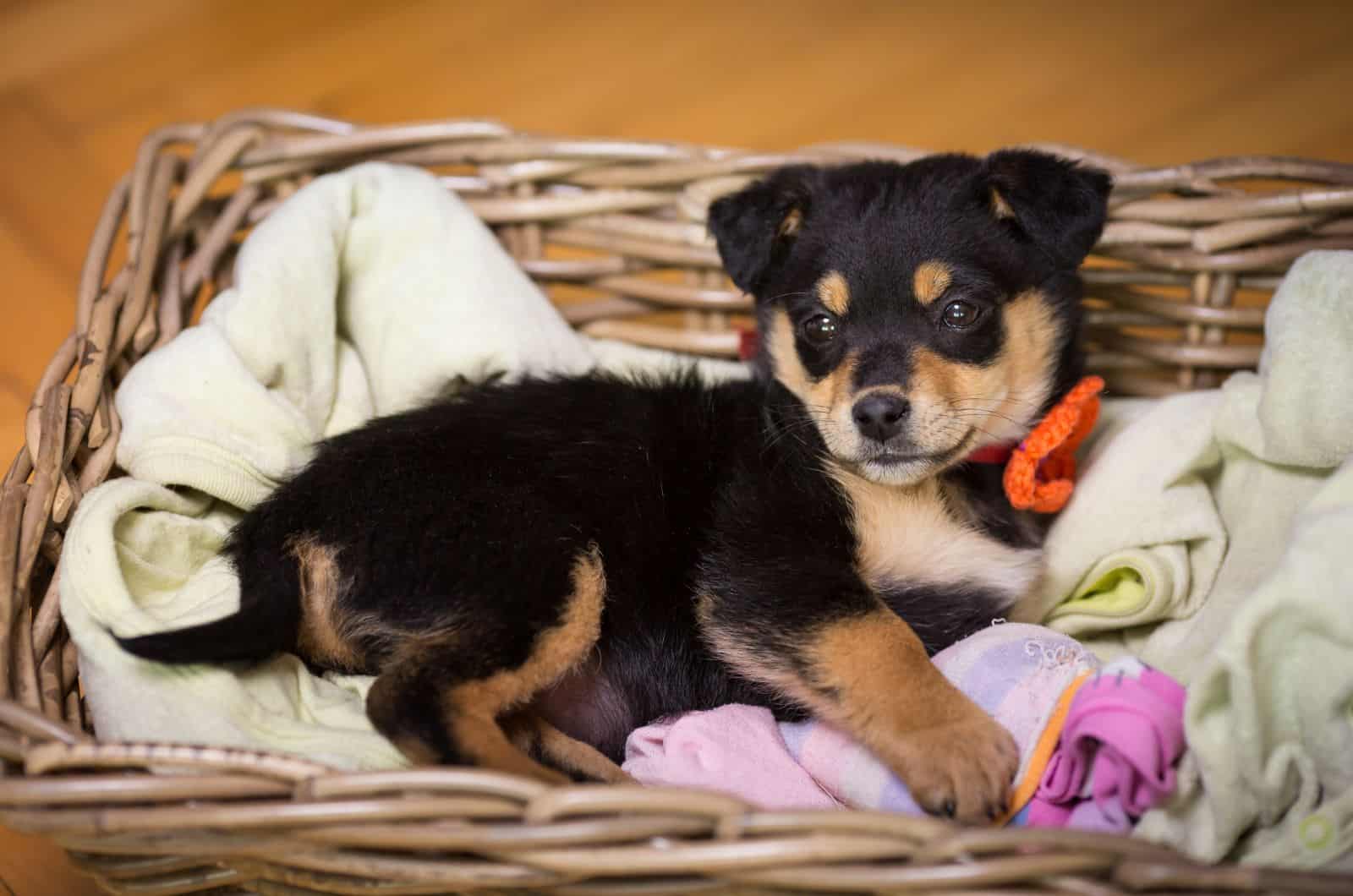 lindo cachorro mestizo de Pug y Rottweiler