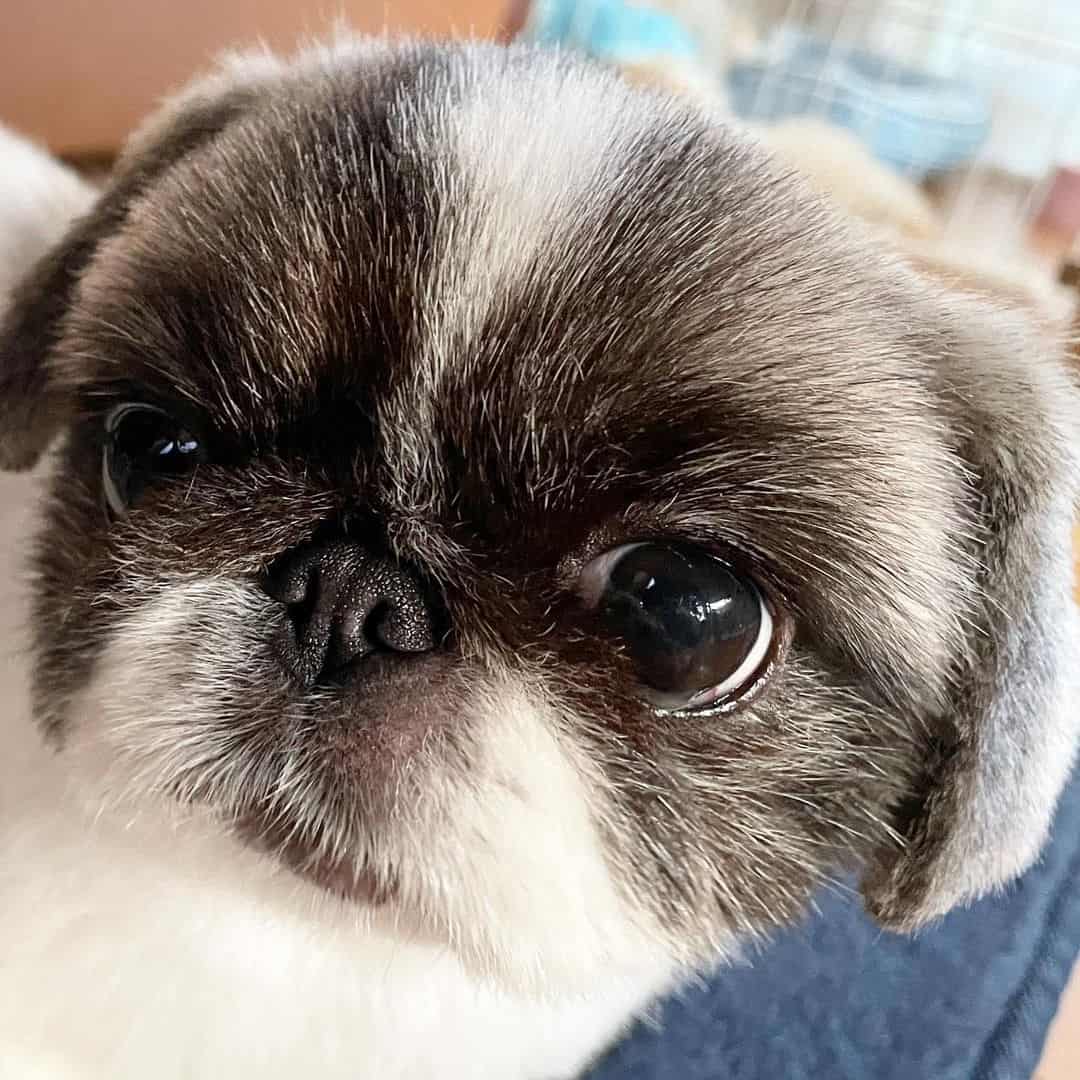 Shih Tzu Pekingese lindo
