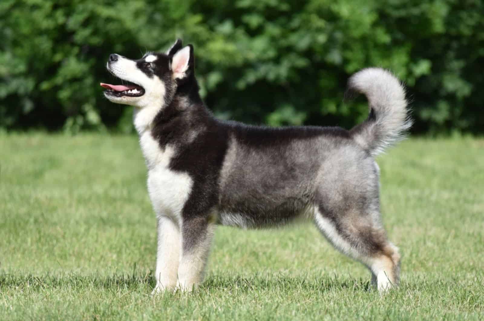 adorable alaskan malamute en el patio