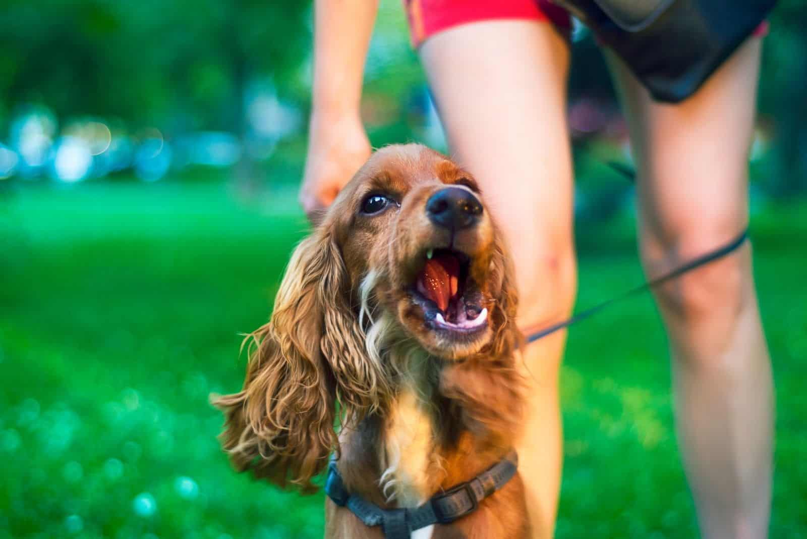 Perro cocker spaniel lindo y enojado ladrando sostenido por el dueño