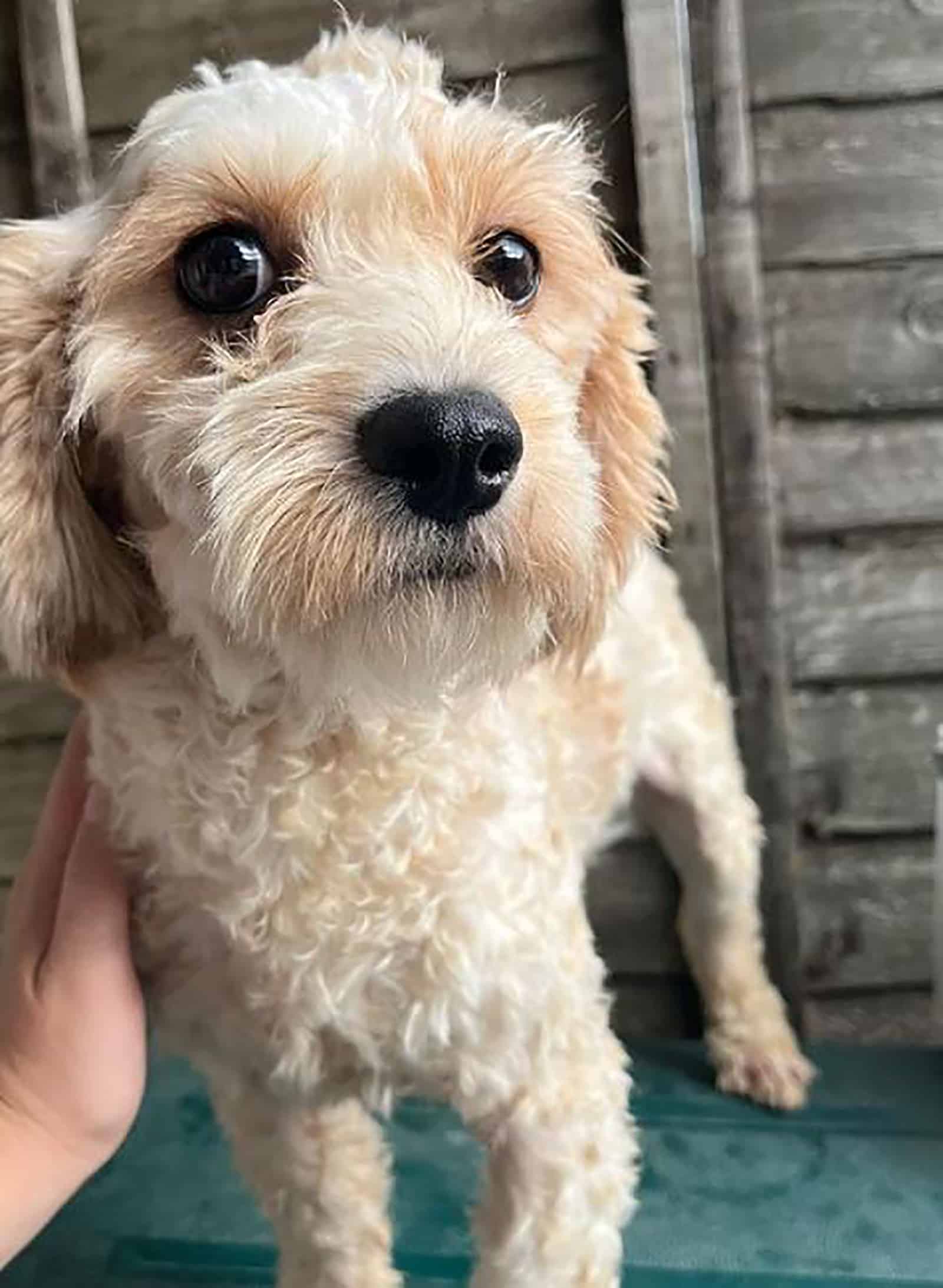 lindo cavachon albaricoque mirando a la cámara