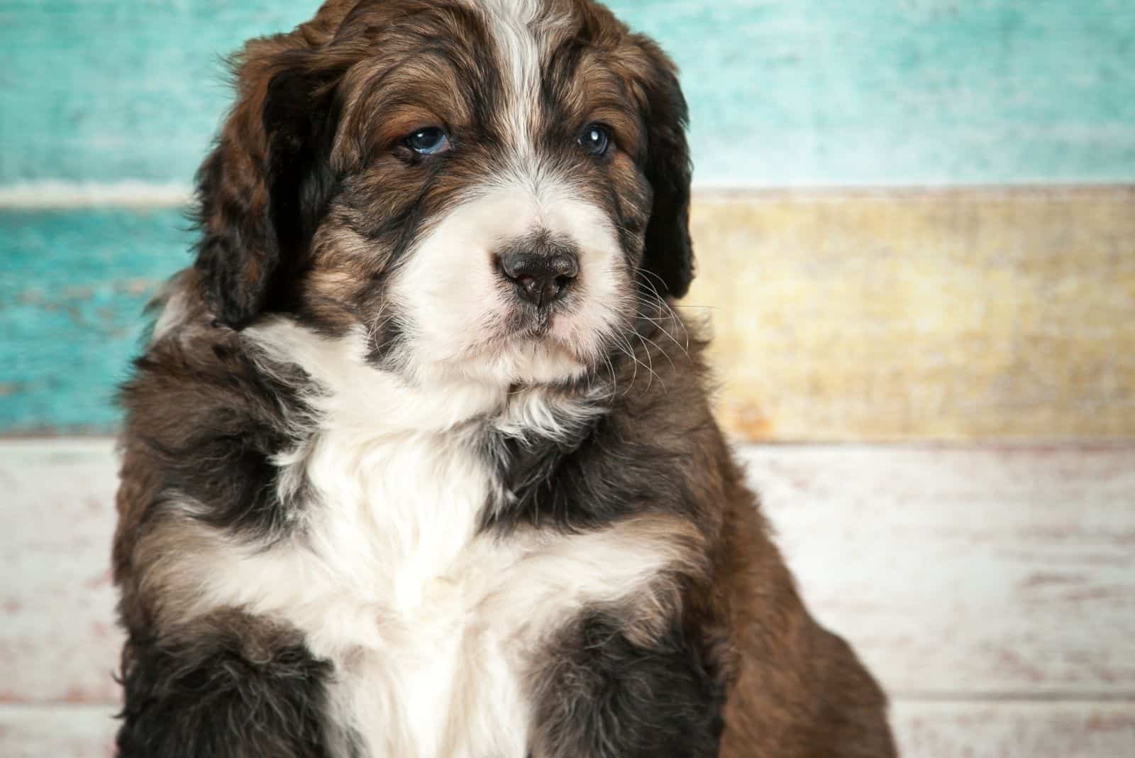 lindo bernedoodle australiano mirando a la cámara de pie contra una pared colorida