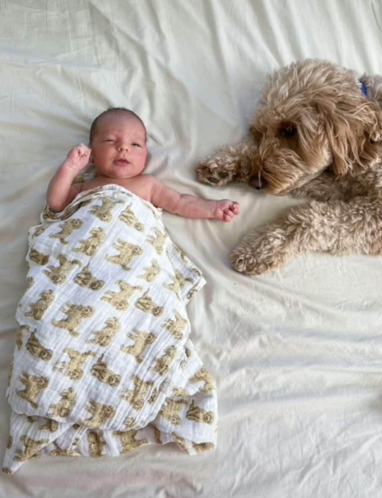 bebé lindo acostado con goldendoodle en la cama