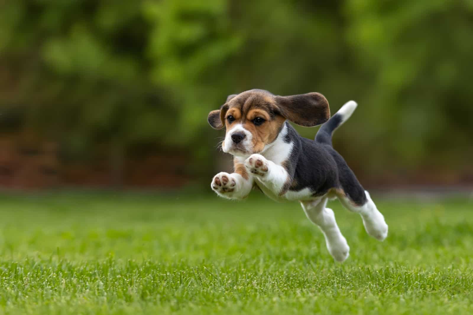 lindo beagle saltando al aire libre