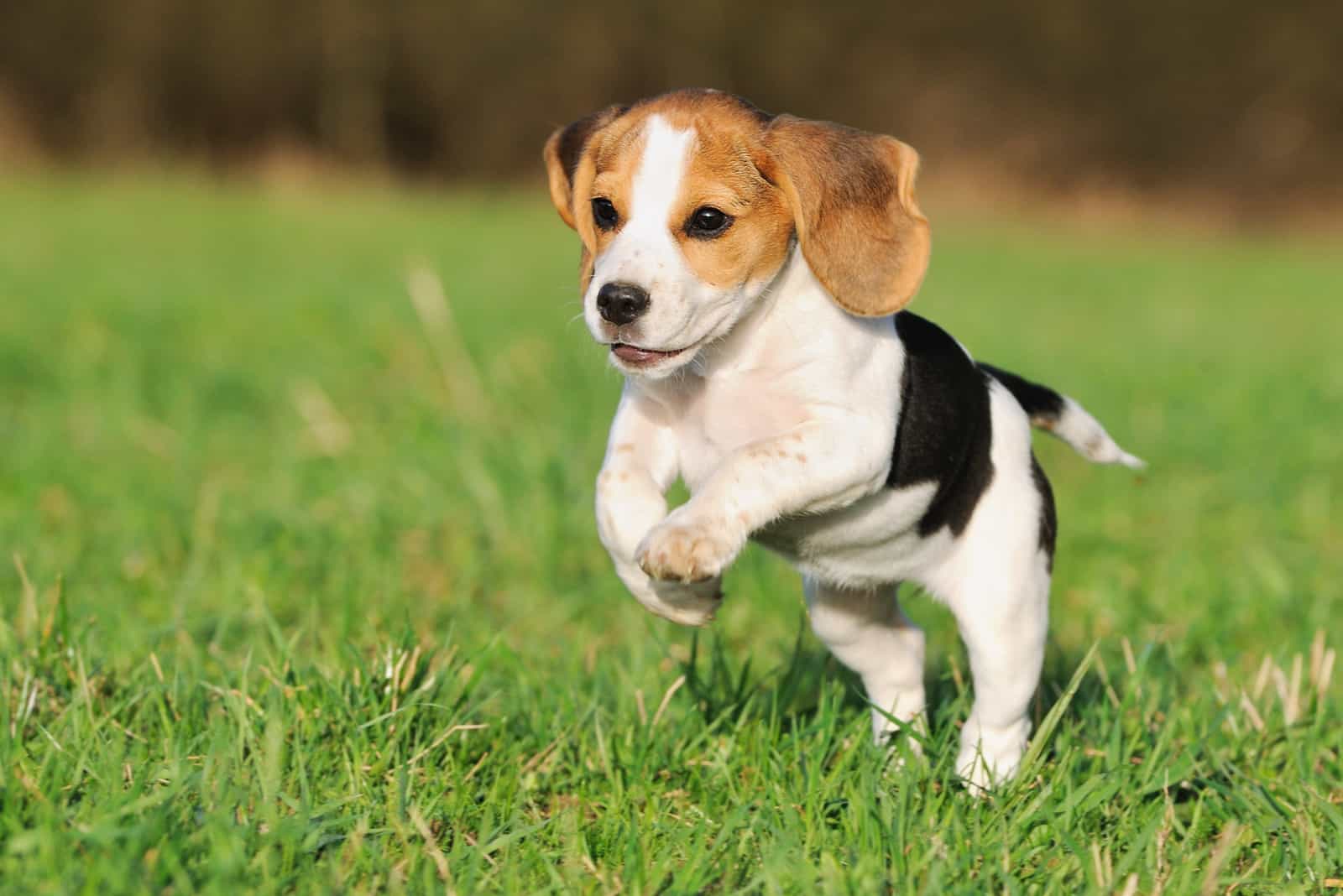 lindo cachorro de beagle corriendo sobre pradera