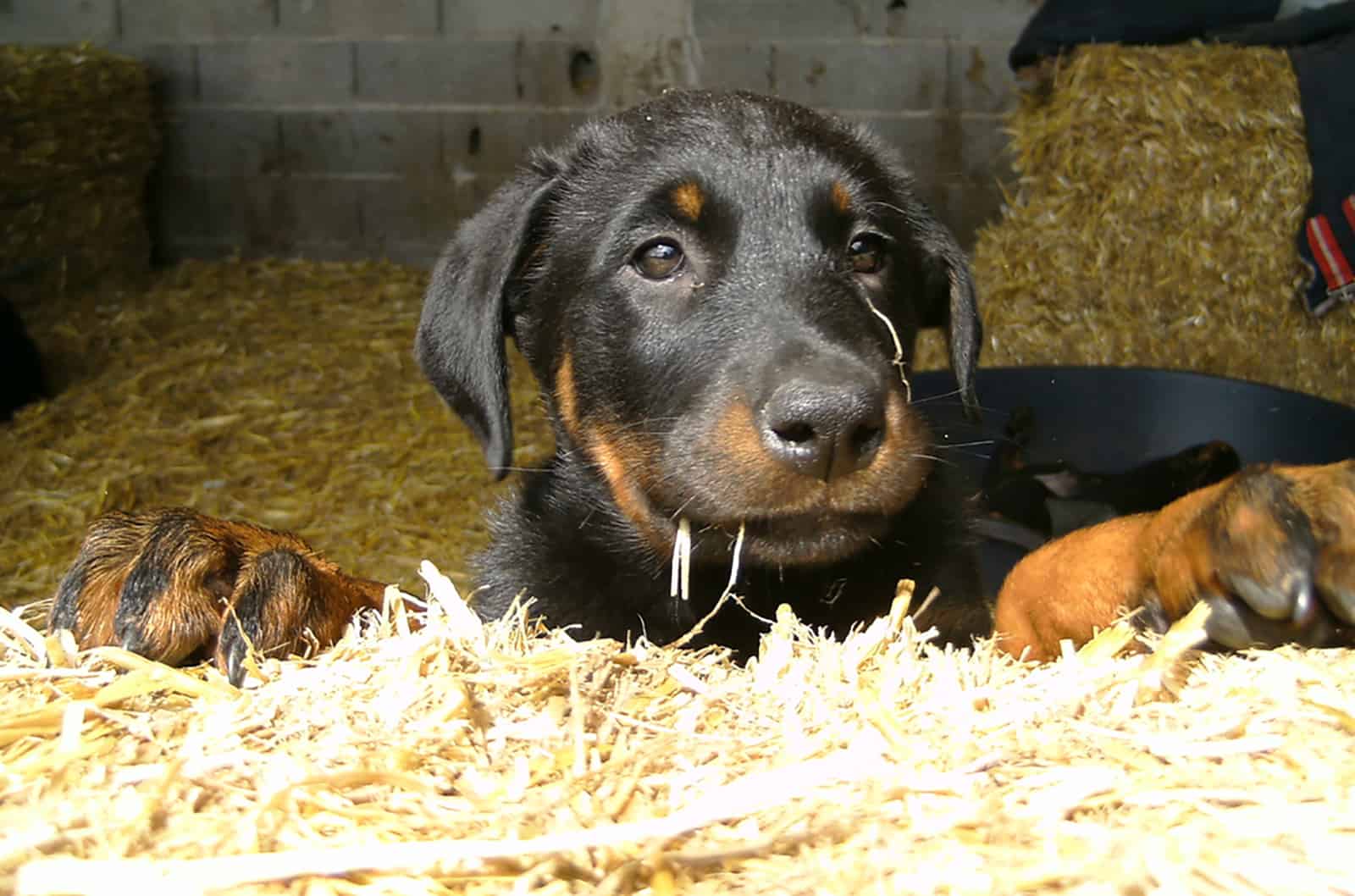 lindo cachorro beauceron acostado sobre la paja
