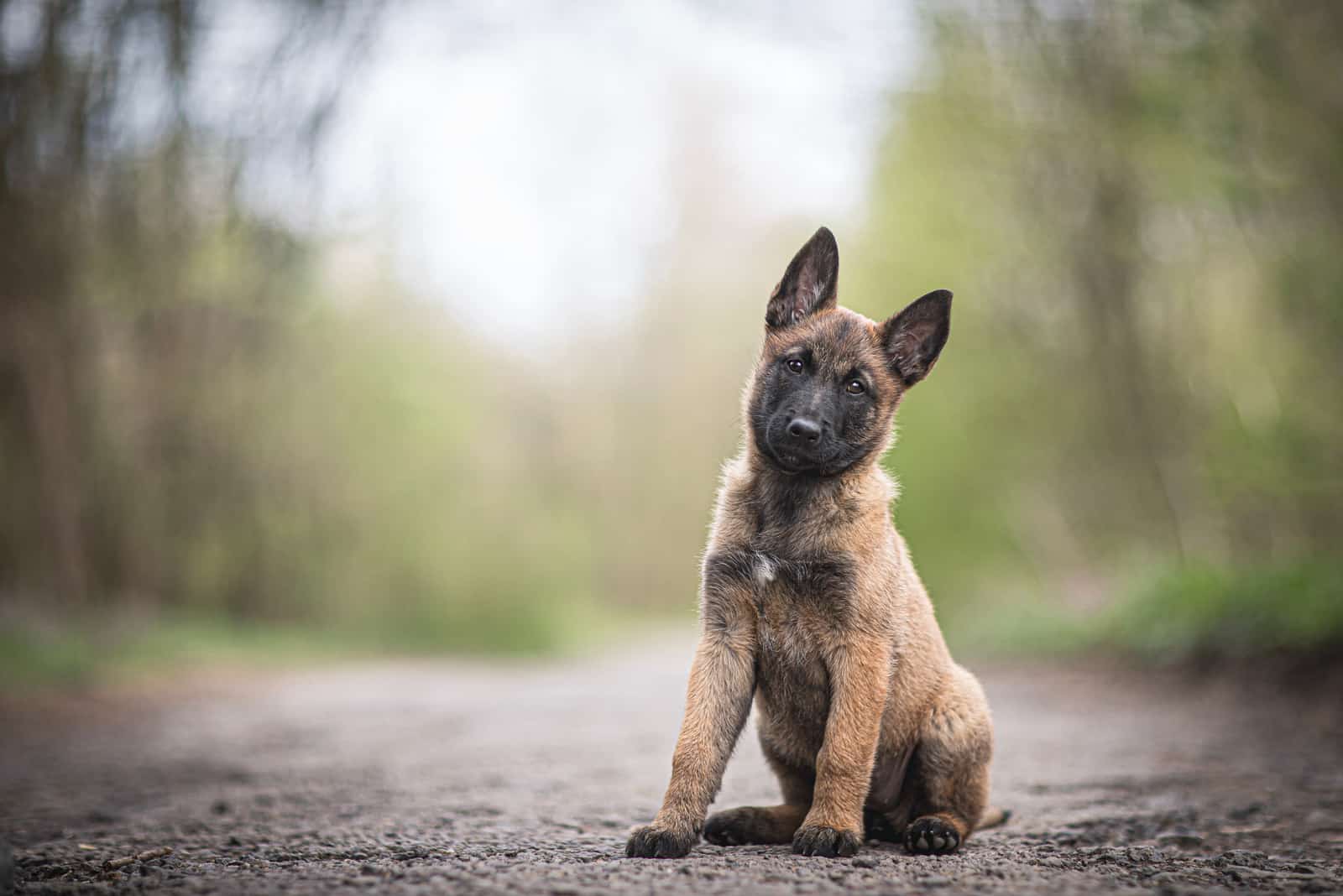 cachorro lindo de malinois belga