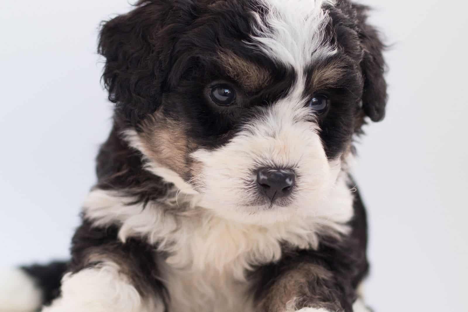 cachorro lindo de bernedoodle en fotografía enfocada