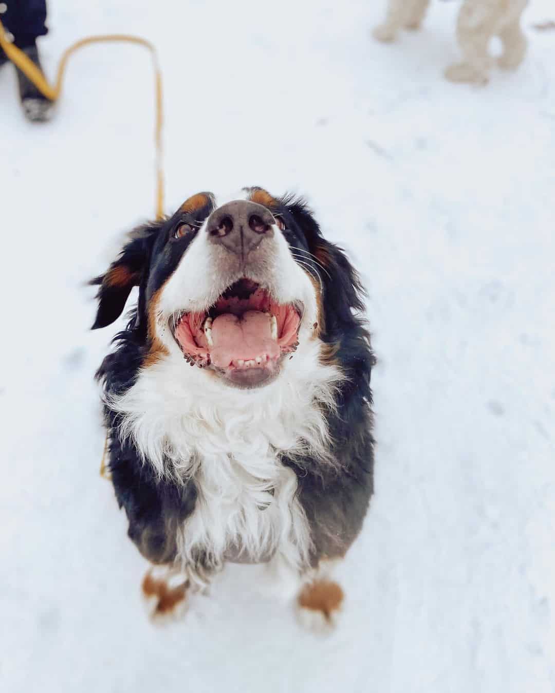 Lindo perro de montaña de Berna en la nieve