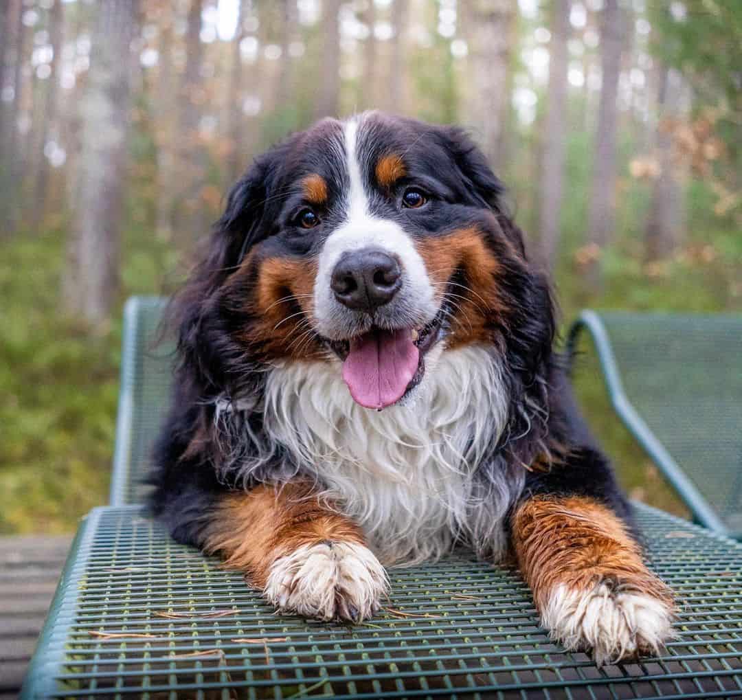 lindo boyero de berna sonriendo