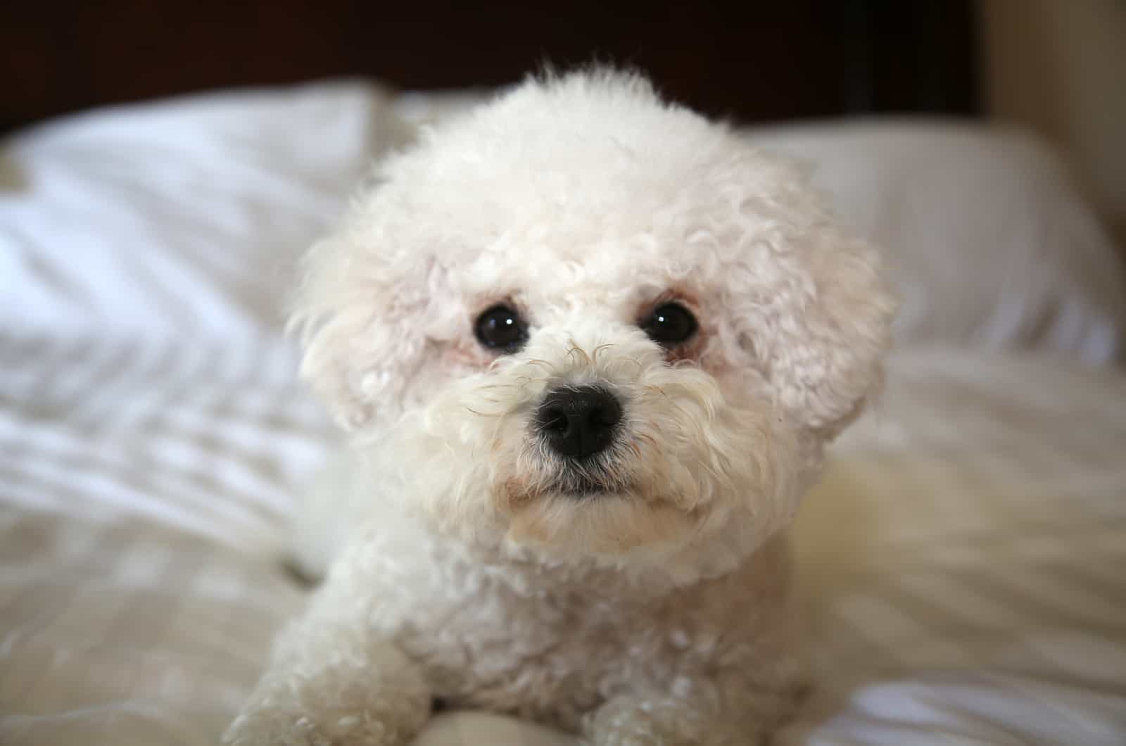 perro bichon frisé lindo