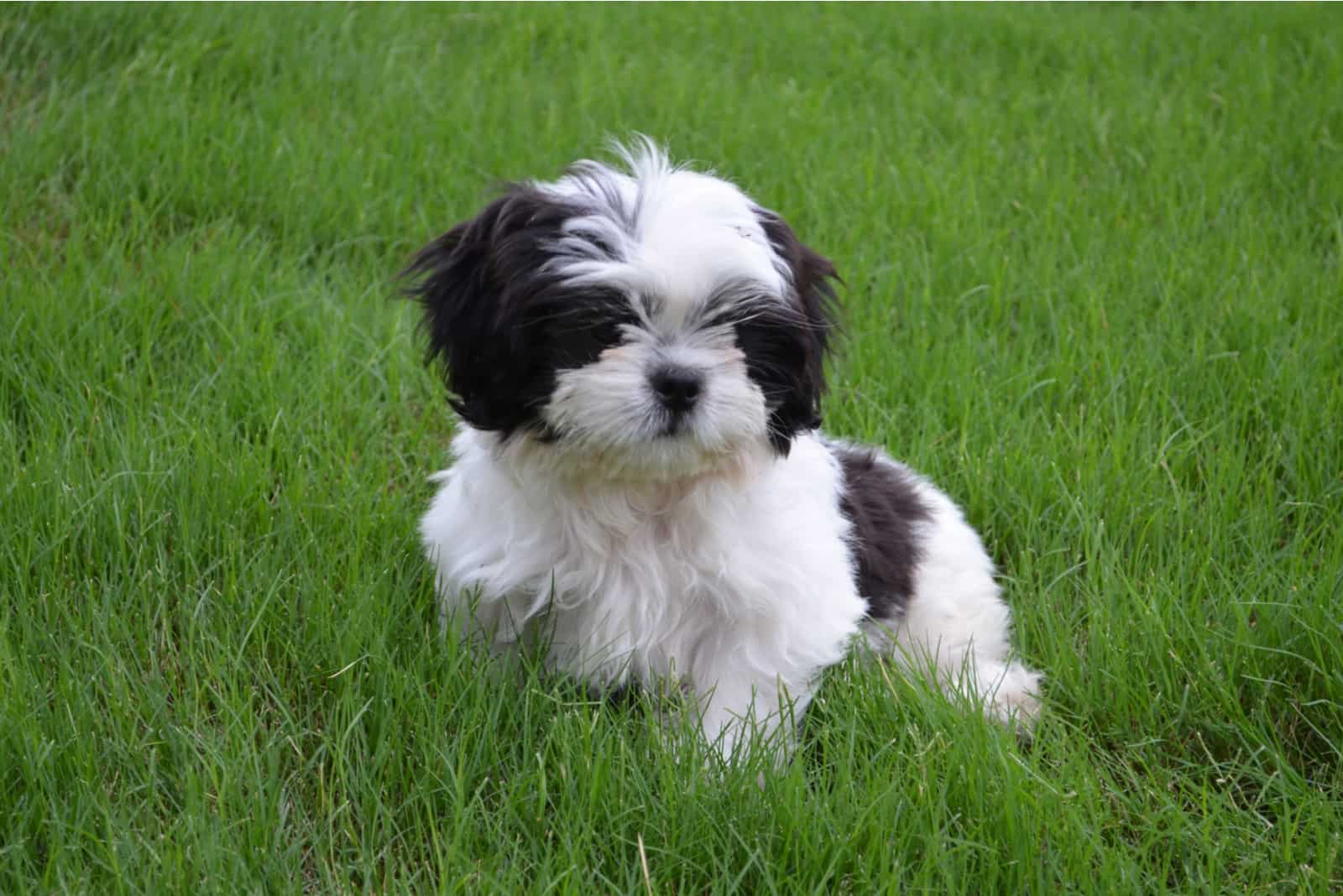 lindo cachorro shih tzu blanco y negro