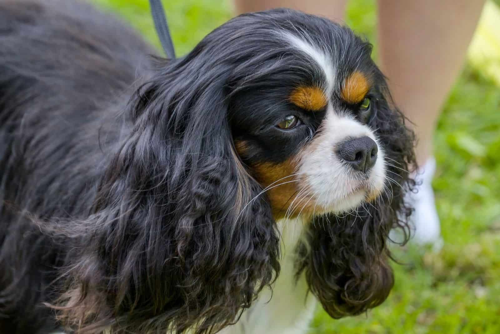 Cocker spaniel negro lindo con correa con su dueño