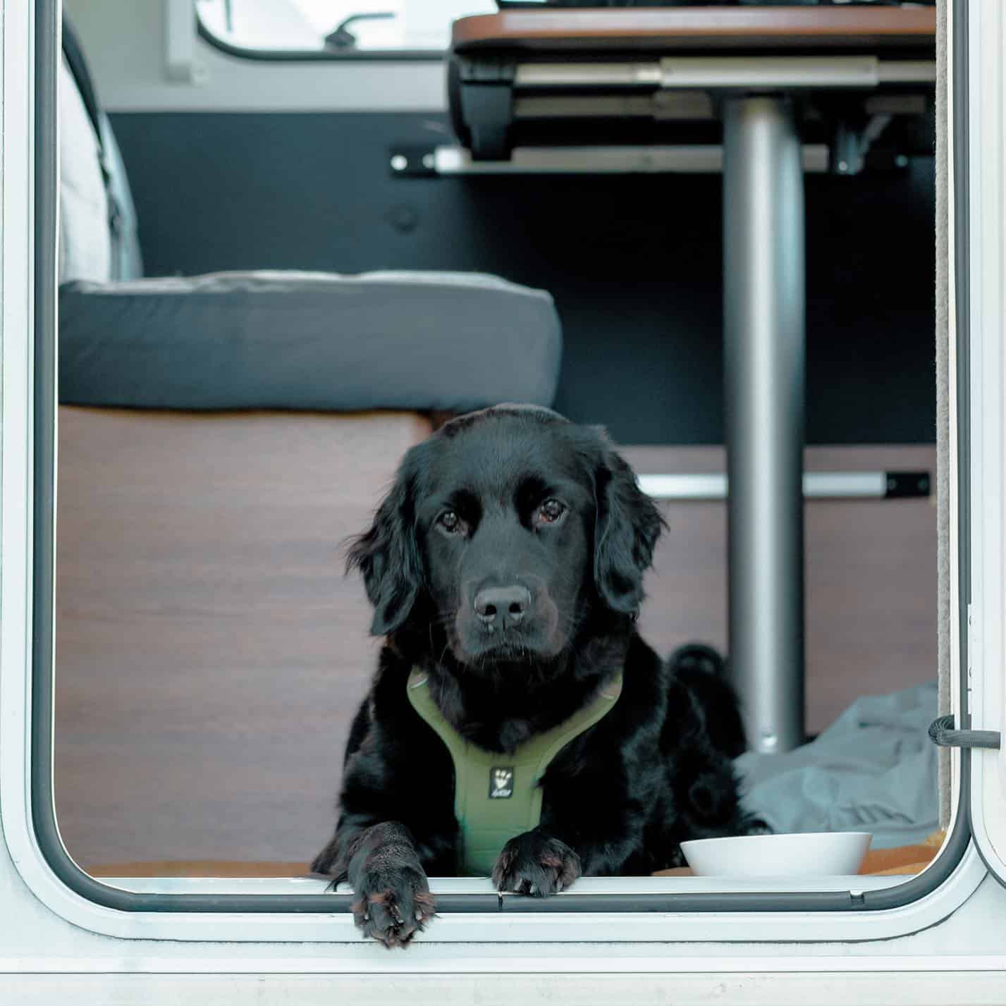 lindo cachorro de golden retriever negro