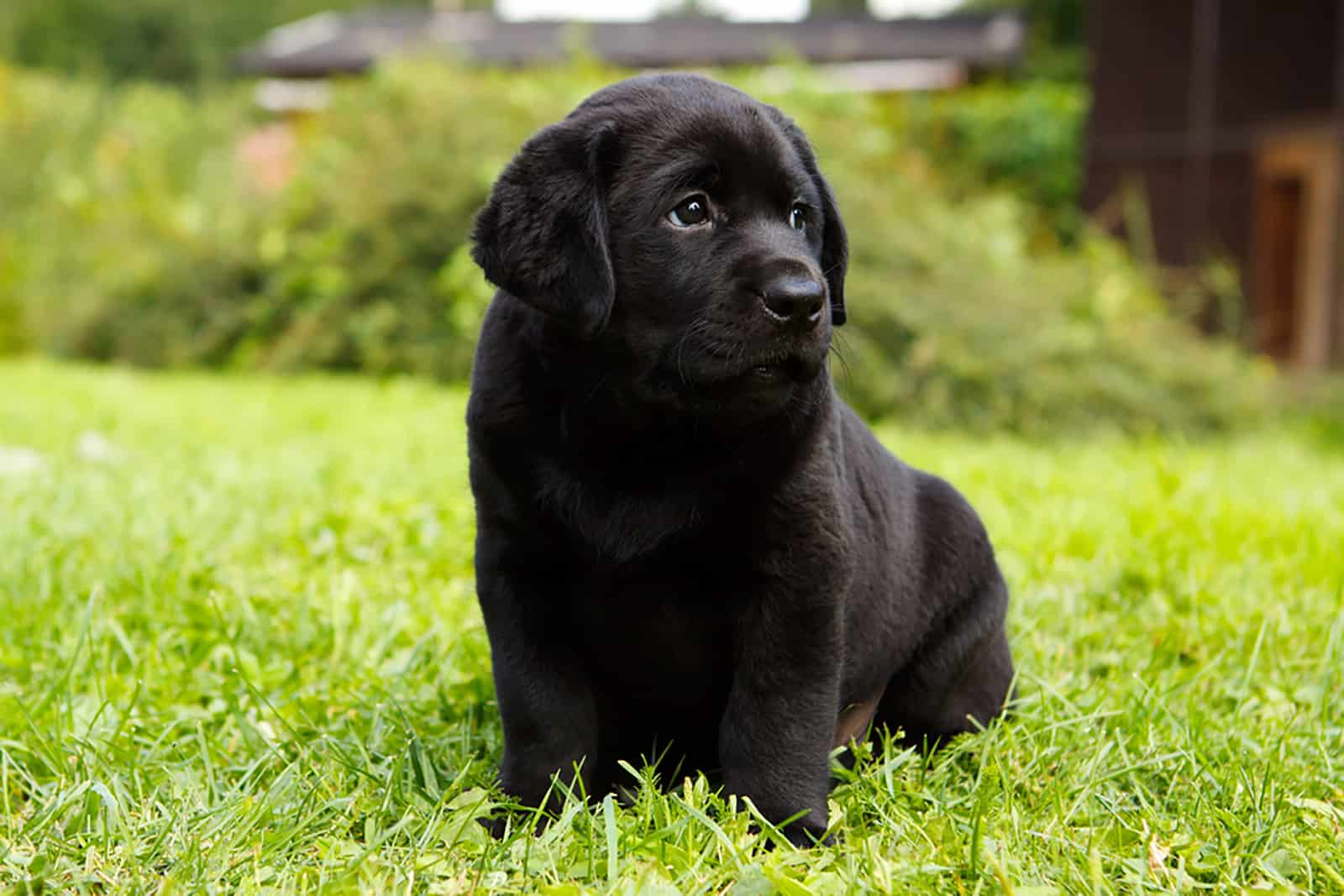 lindo cachorro labrador negro sentado en la hierba