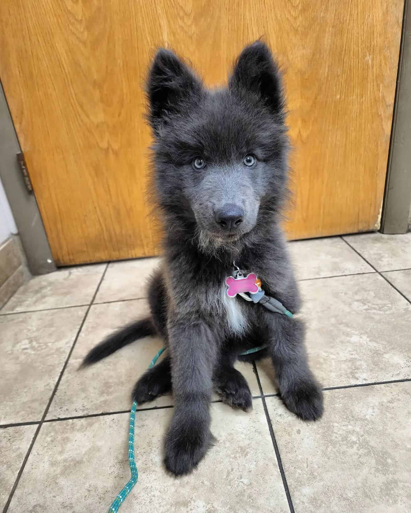 Lindo cachorro de Blue Bay Shepherd sentado en el suelo