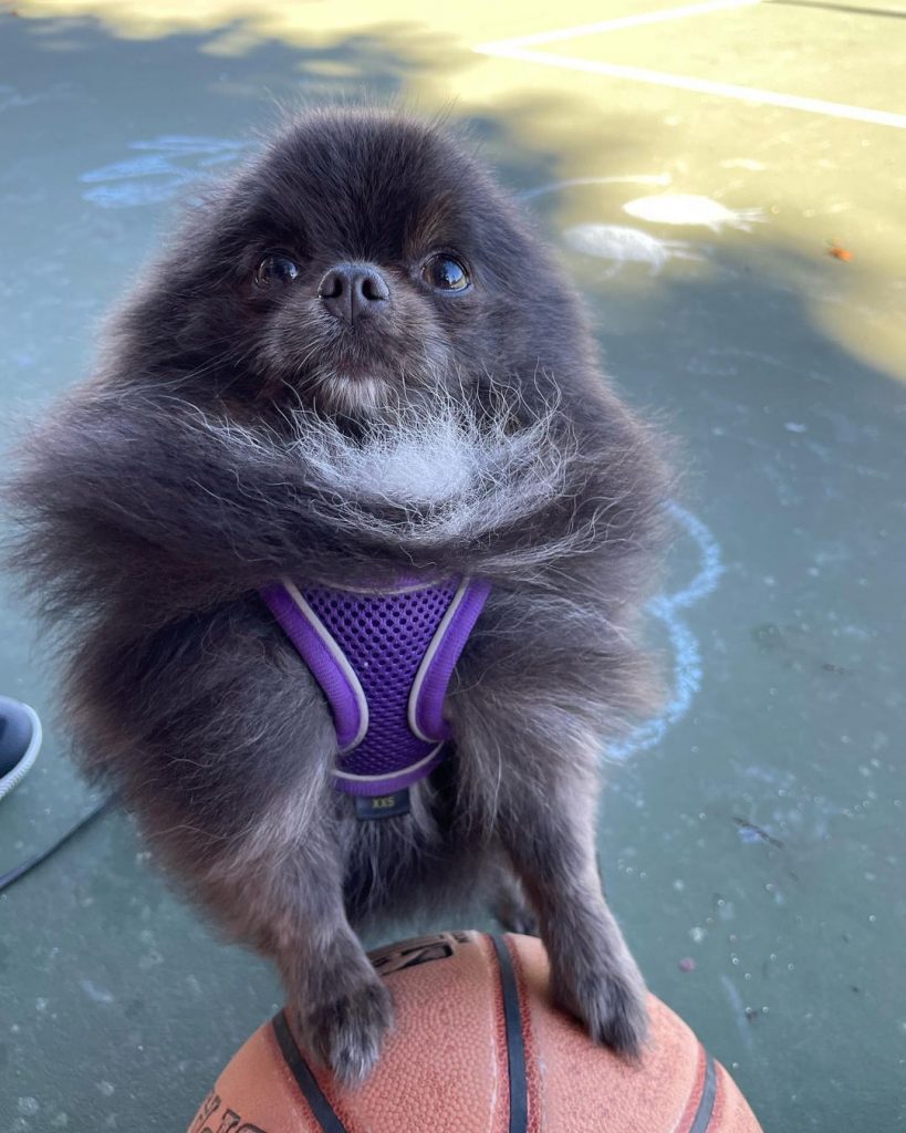 lindo pomerania azul