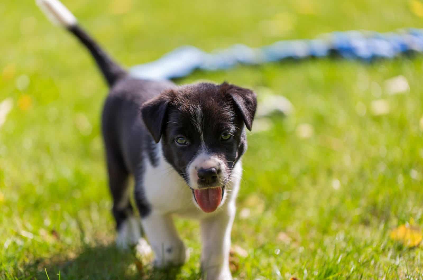 lindo cachorro border collie en el parque