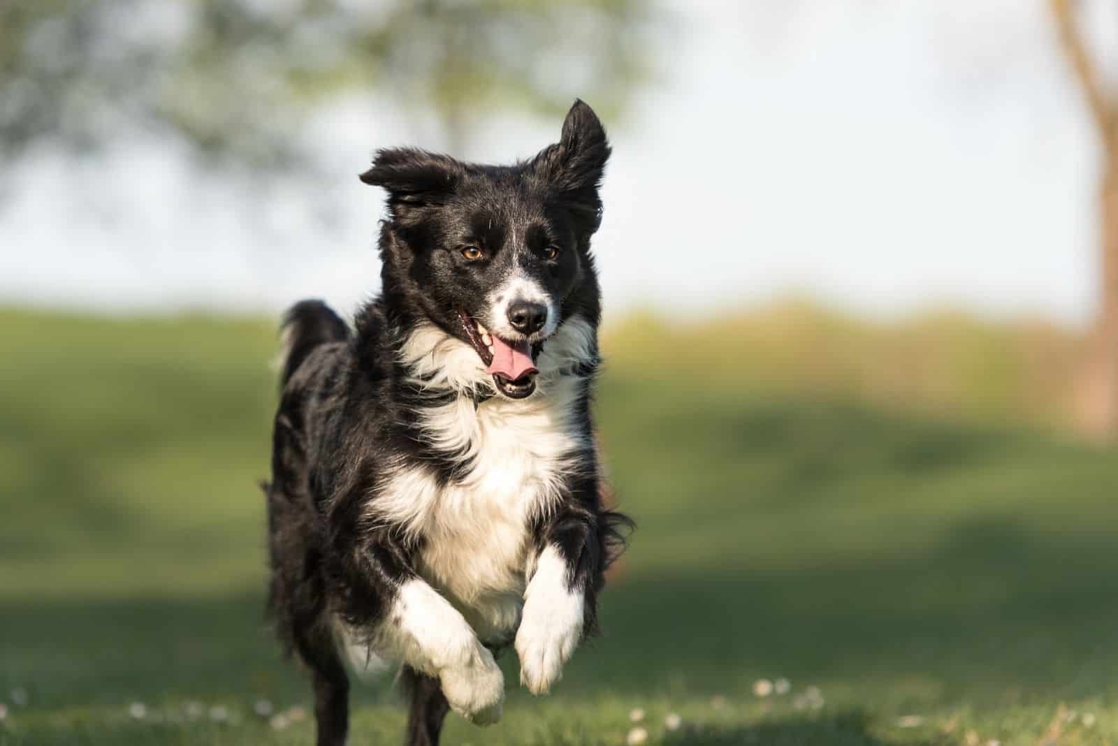 lindo border collie corriendo al aire libre
