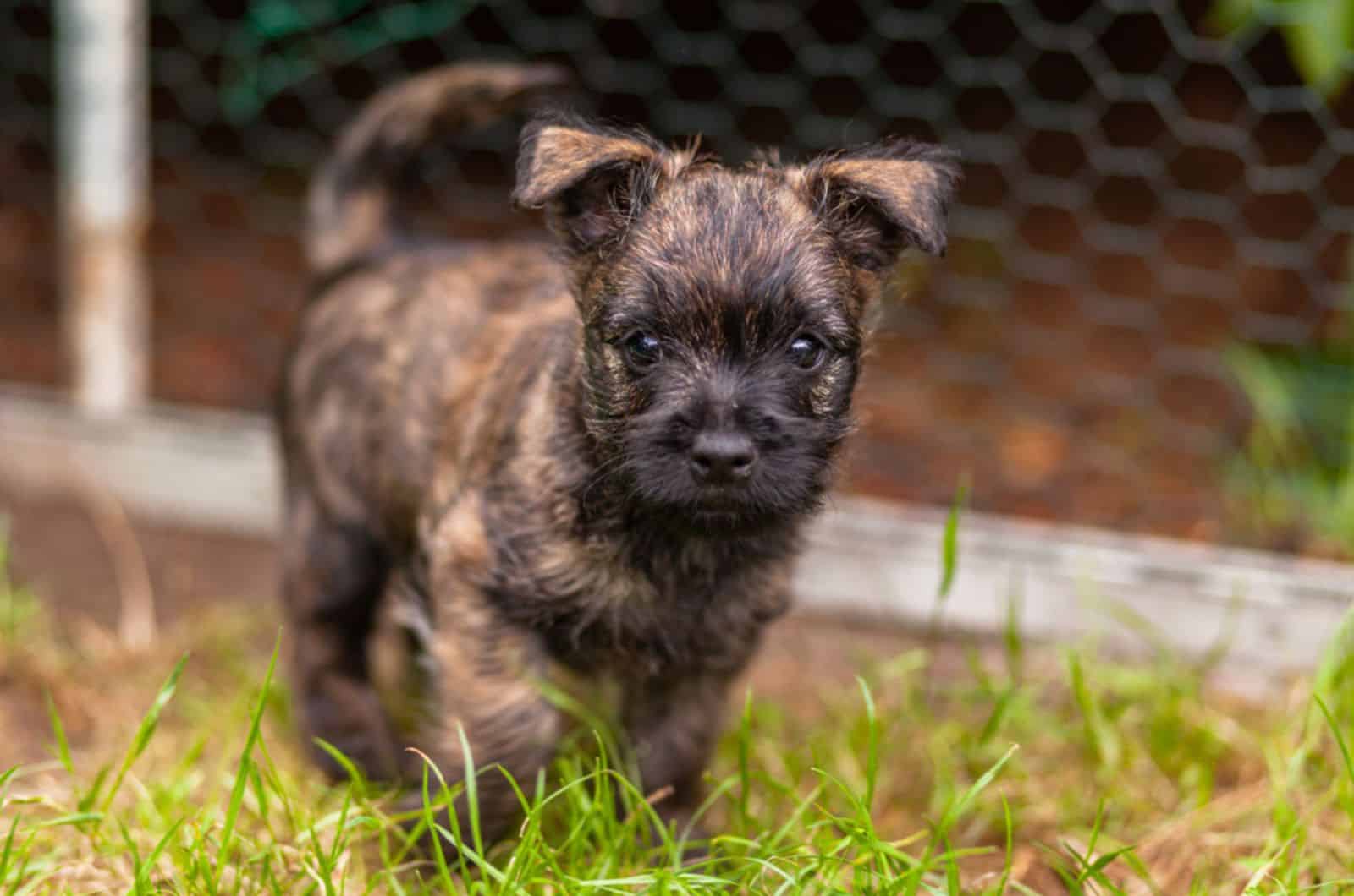 lindo cachorro de cairn terrier en el patio