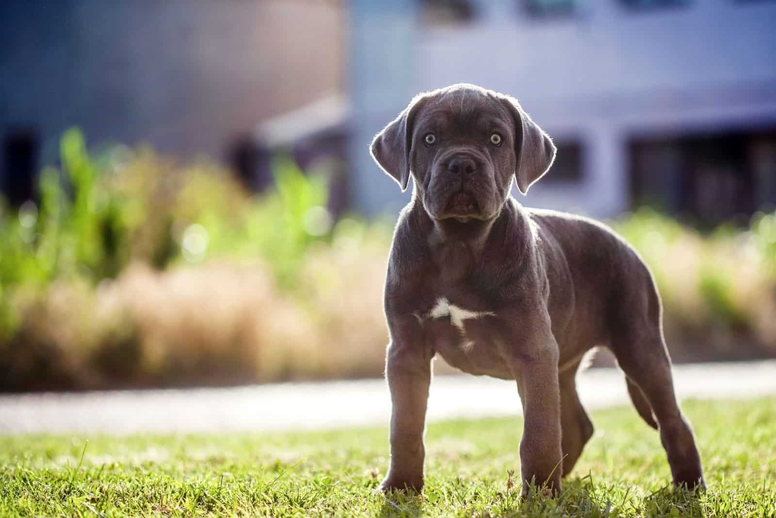 lindo cachorro de cane corso parado en el césped verde