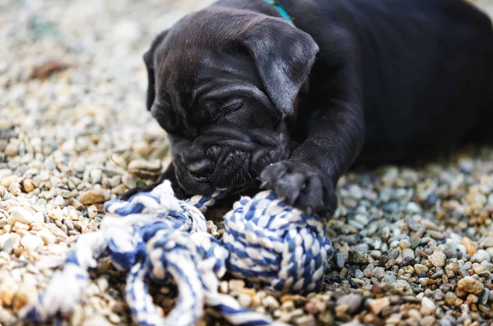 cachorro de cane corso jugando