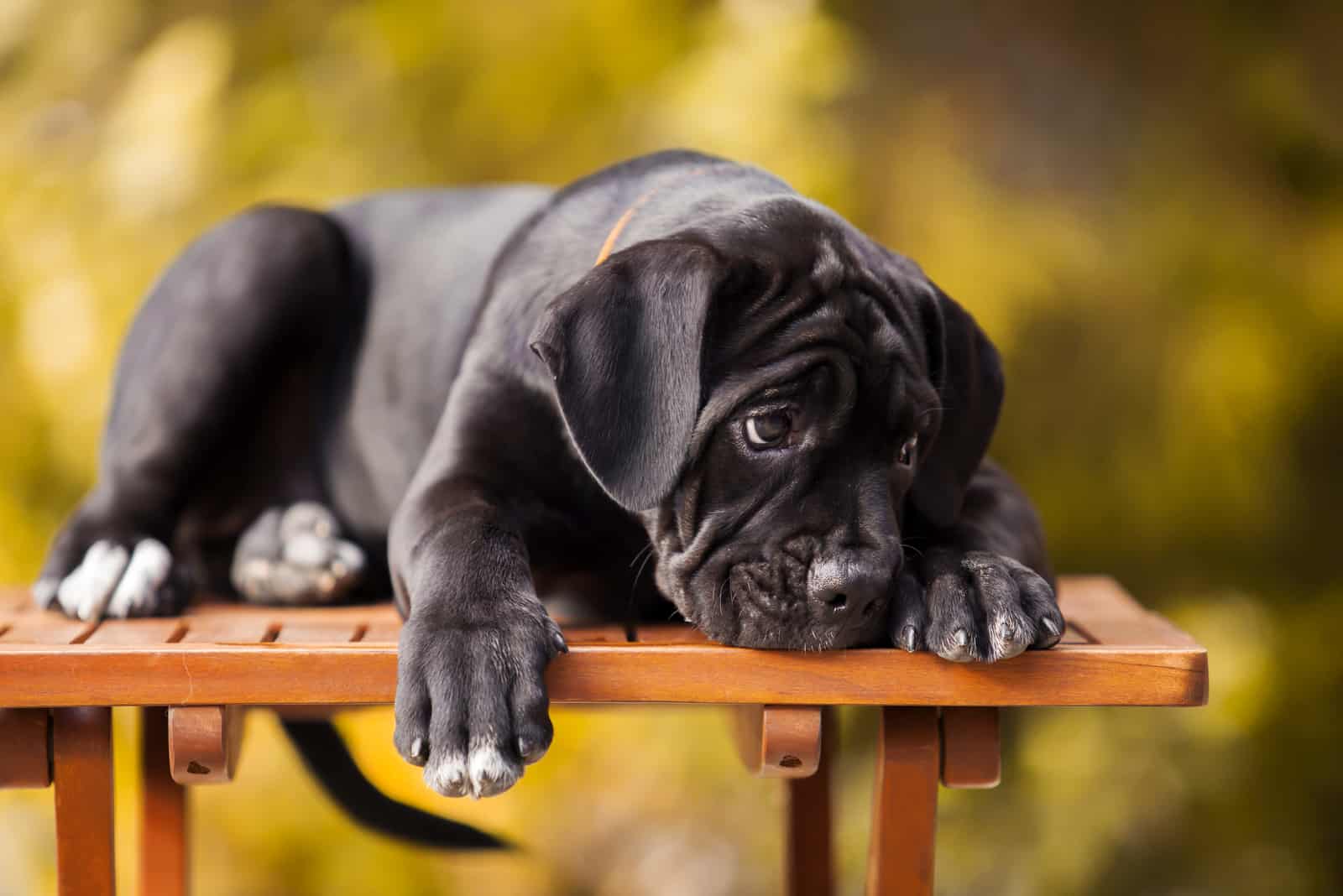 cachorro de cane corso lindo